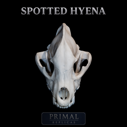 Hyena Skull Replica – Life-Sized Museum Quality Skull