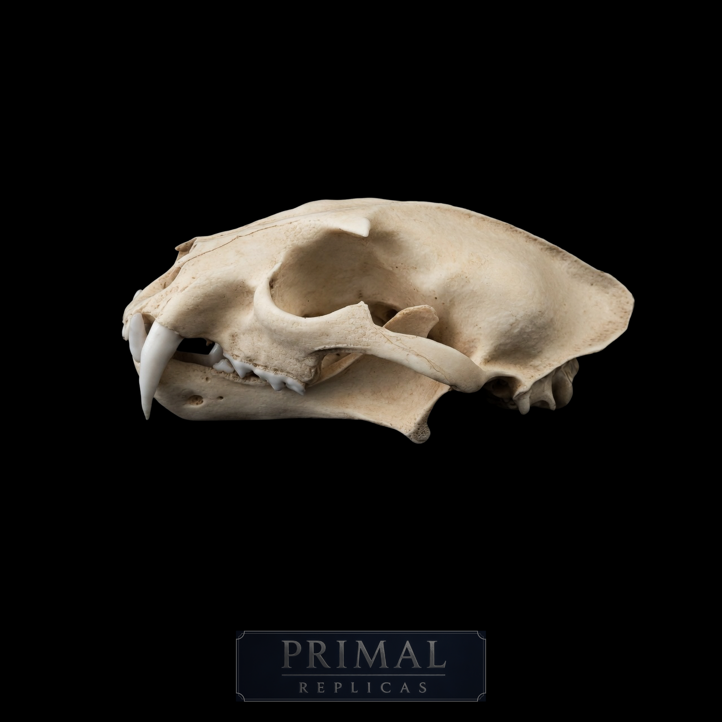 Clouded Leopard Skull Replica – Life-Sized Display Piece