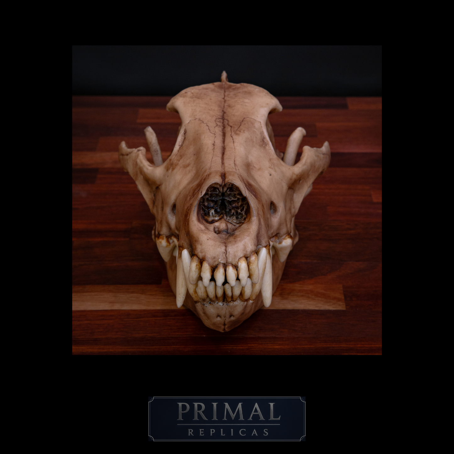 Dire Wolf Skull Replica – Life-Sized Display Piece