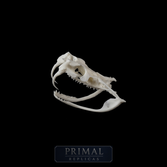 Gaboon Viper Skull Replica – Life-Sized Display Piece
