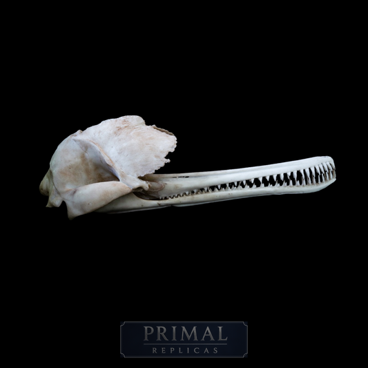 Ganges River Dolphin Skull Replica – Life-Sized Display Piece