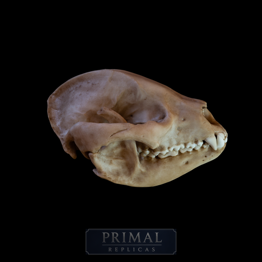 Giant Panda Skull Replica – Large Display Piece