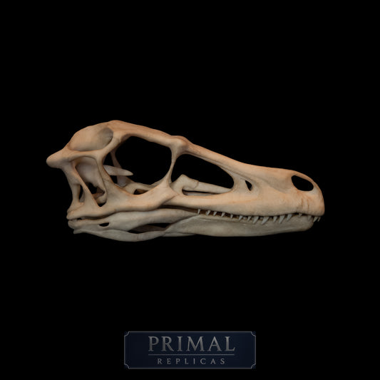 Velociraptor Skull Replica - Natural Bone Finish – Life-Sized Dinosaur Display Piece