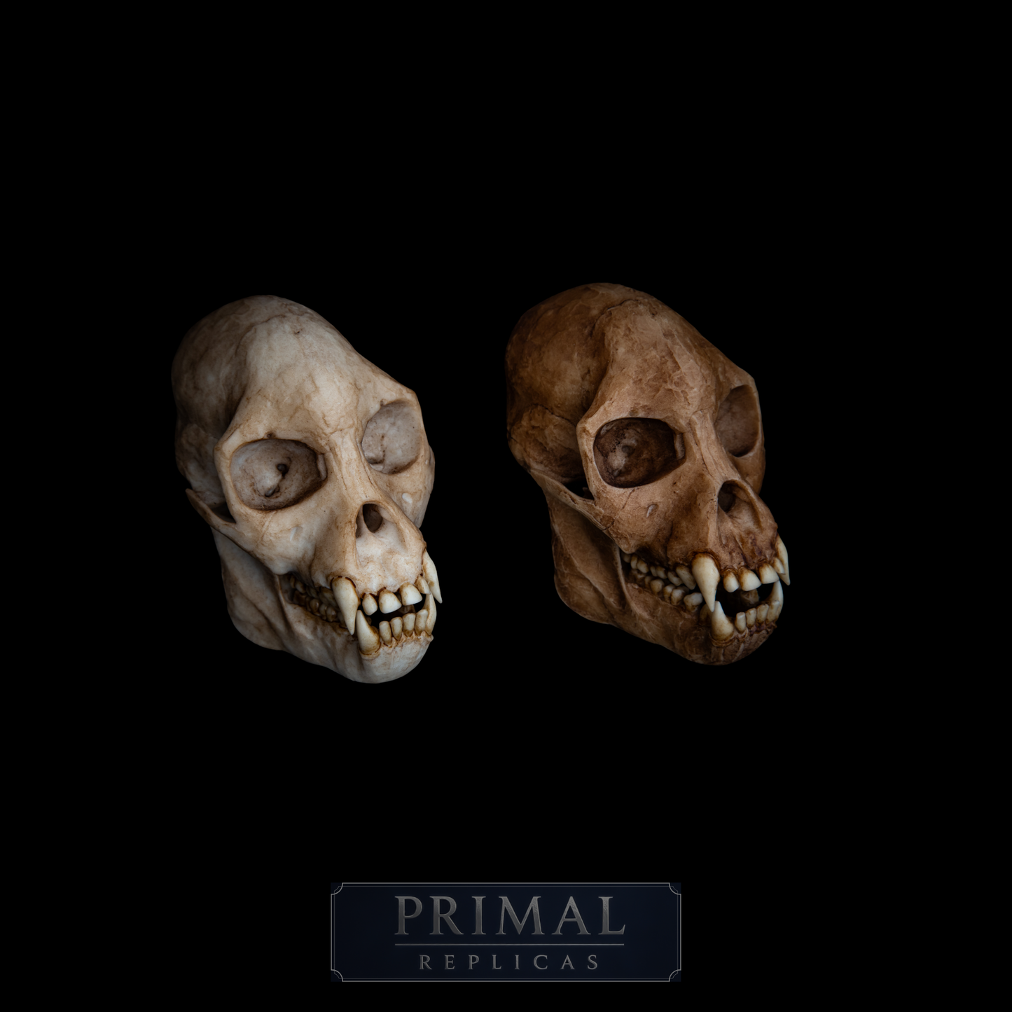 Proconsul africanus Skull Replica – Life-Sized Early Primate Fossil