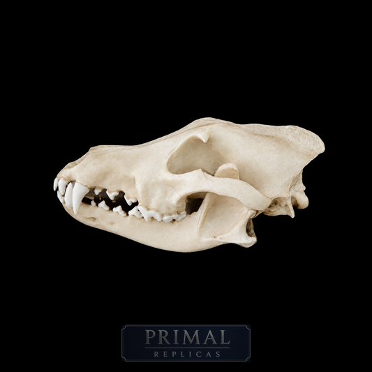 Grey Wolf Skull Replica – Life-Sized Display Piece