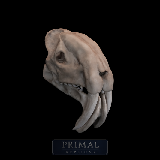 Thylacosmilus atrox Skull Replica with Display Base – Life-Sized Saber-Toothed Marsupial
