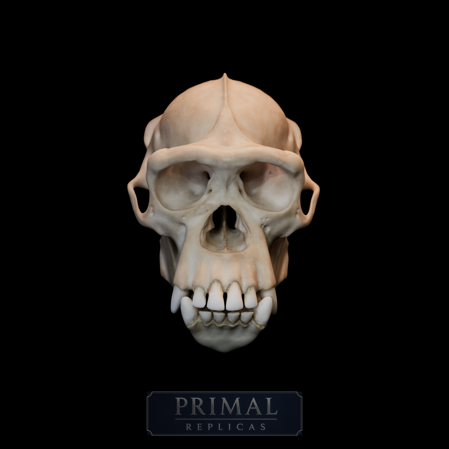 Chimpanzee Skull Replica – Life-Sized Museum Quality Ape Skull