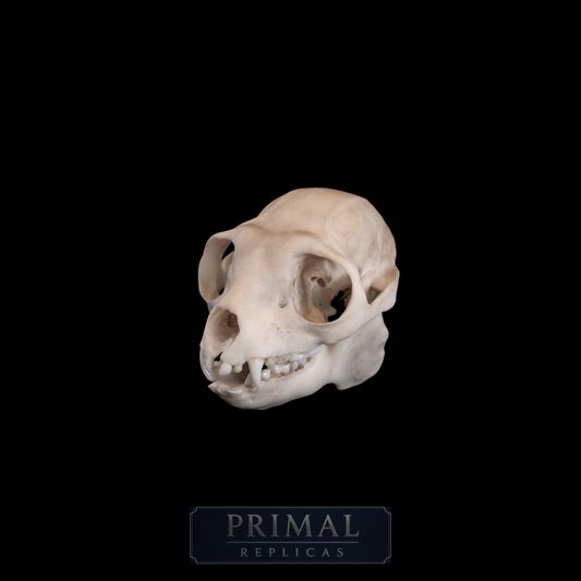Sifaka Lemur Skull Replica – Life-Sized Museum Quality Primate Skull