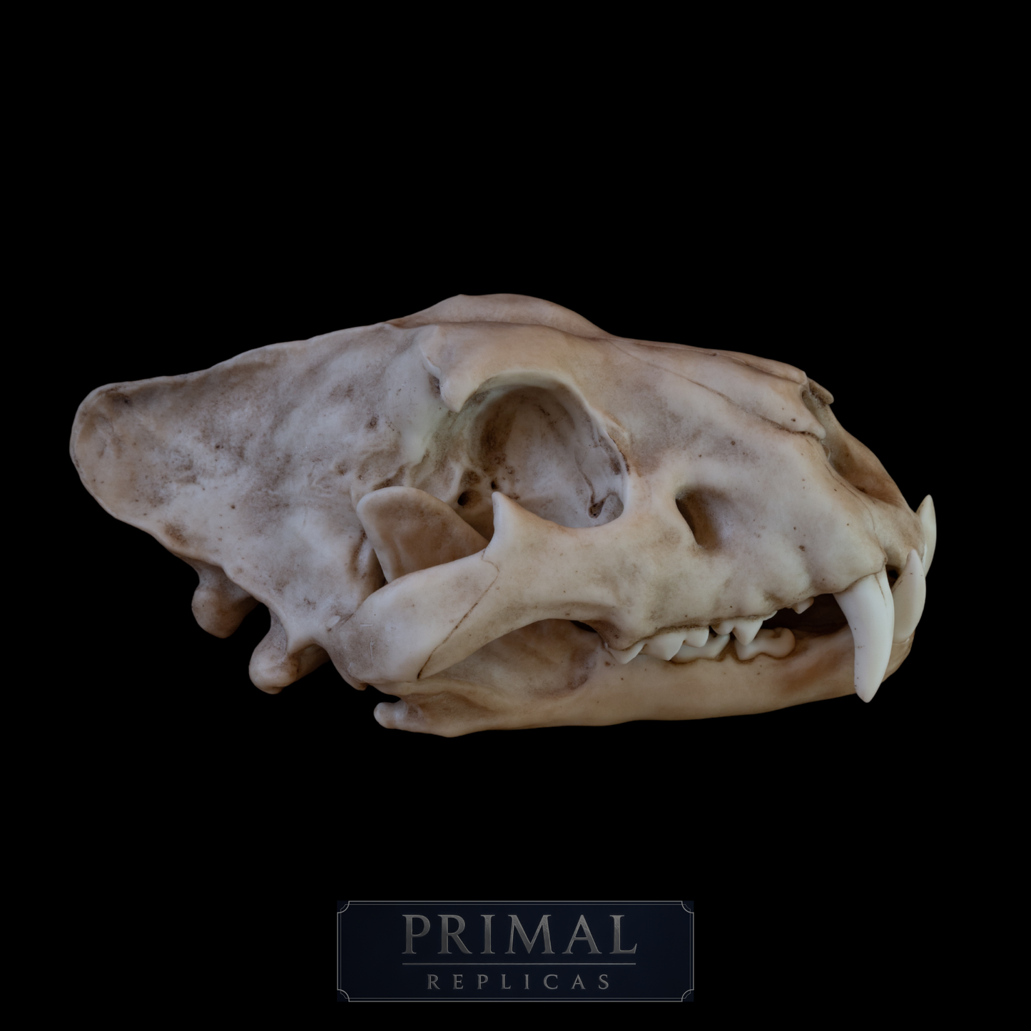 Adult Lion Skull Replica – Large Life-Sized Display Piece