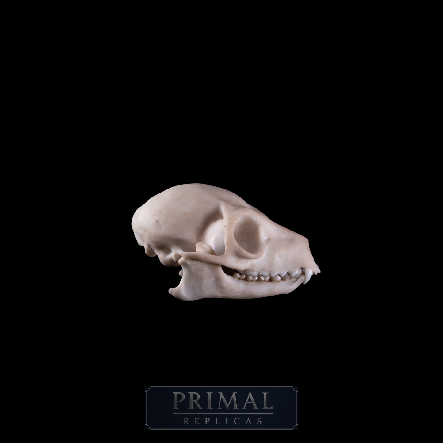 Ring-Tailed Lemur Skull Replica – Life-Sized Museum Quality Primate Skull