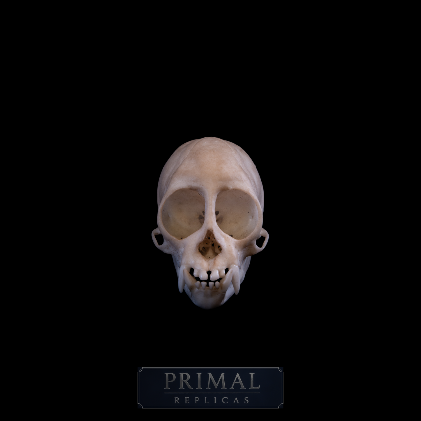 Squirrel Monkey Skull Replica – Life-Sized Museum Quality Primate Skull