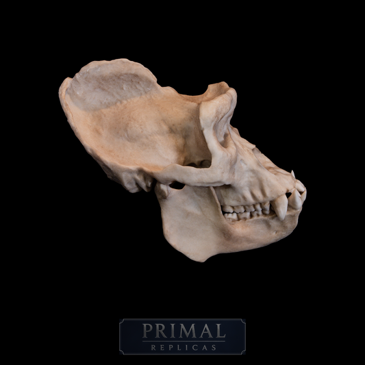 Male Gorilla Skull Replica – Large Life-Sized Display Piece
