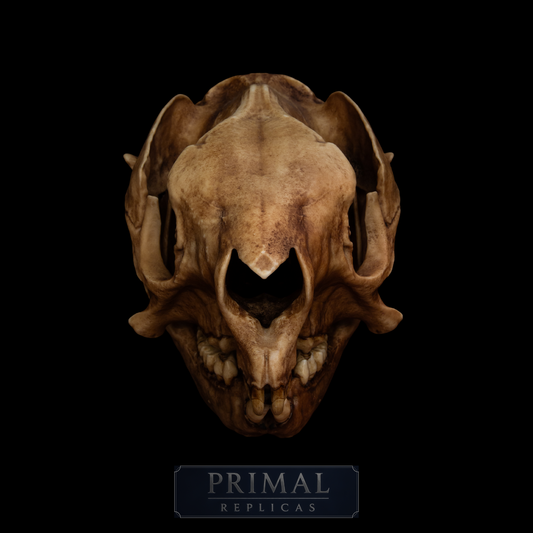 Procoptodon Goliath Skull Replica – Prehistoric giant Kangaroo Display Piece