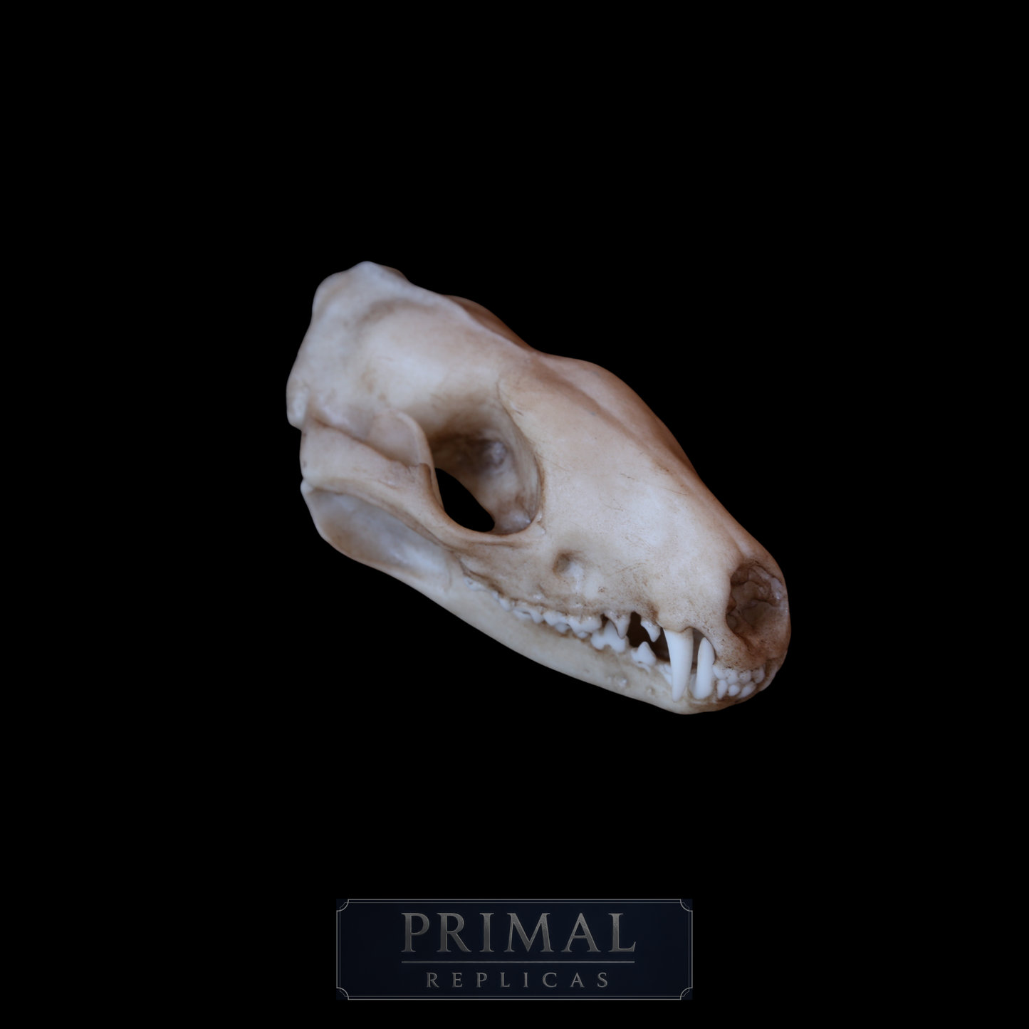 Tiger Quoll Skull Replica – Australian Marsupial Display Piece