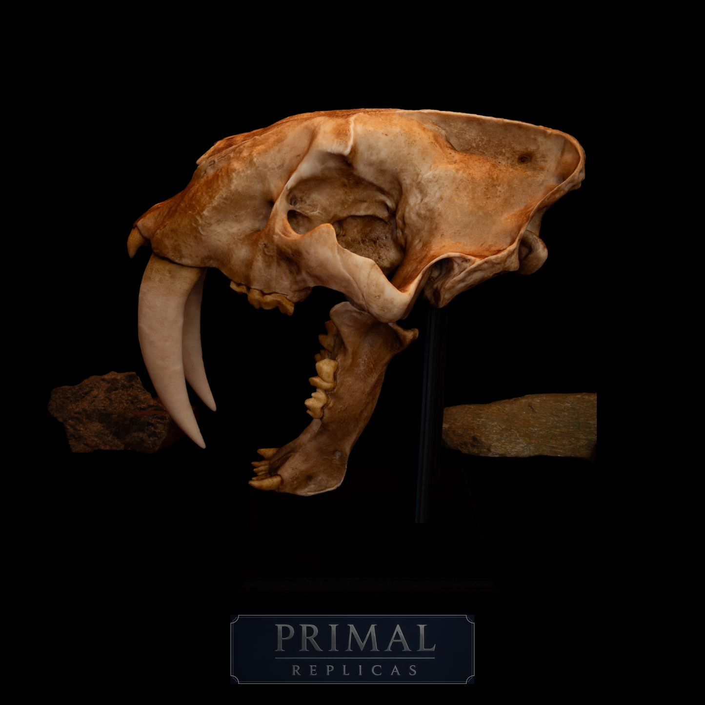 Sabertooth Cat Skull Replica with Display Base – Large Full-Sized