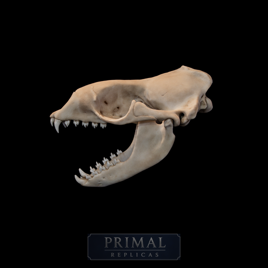 Leopard Seal Skull Replica – Life-Sized Museum-Quality Marine Mammal Skull