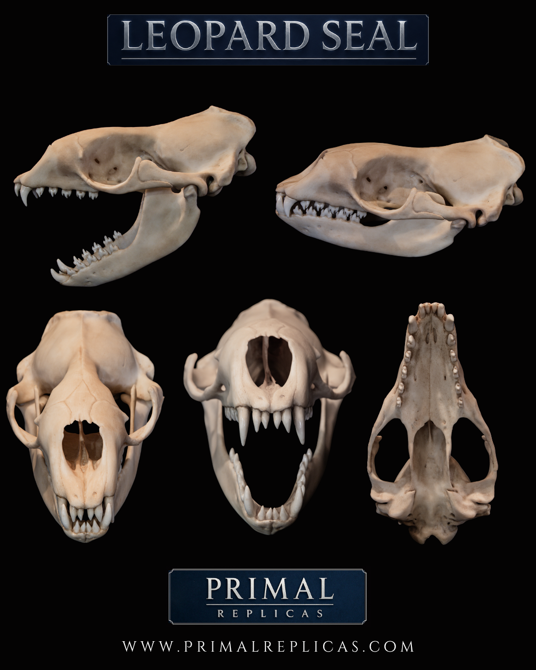 Leopard Seal Skull Replica – Life-Sized Museum-Quality Marine Mammal Skull