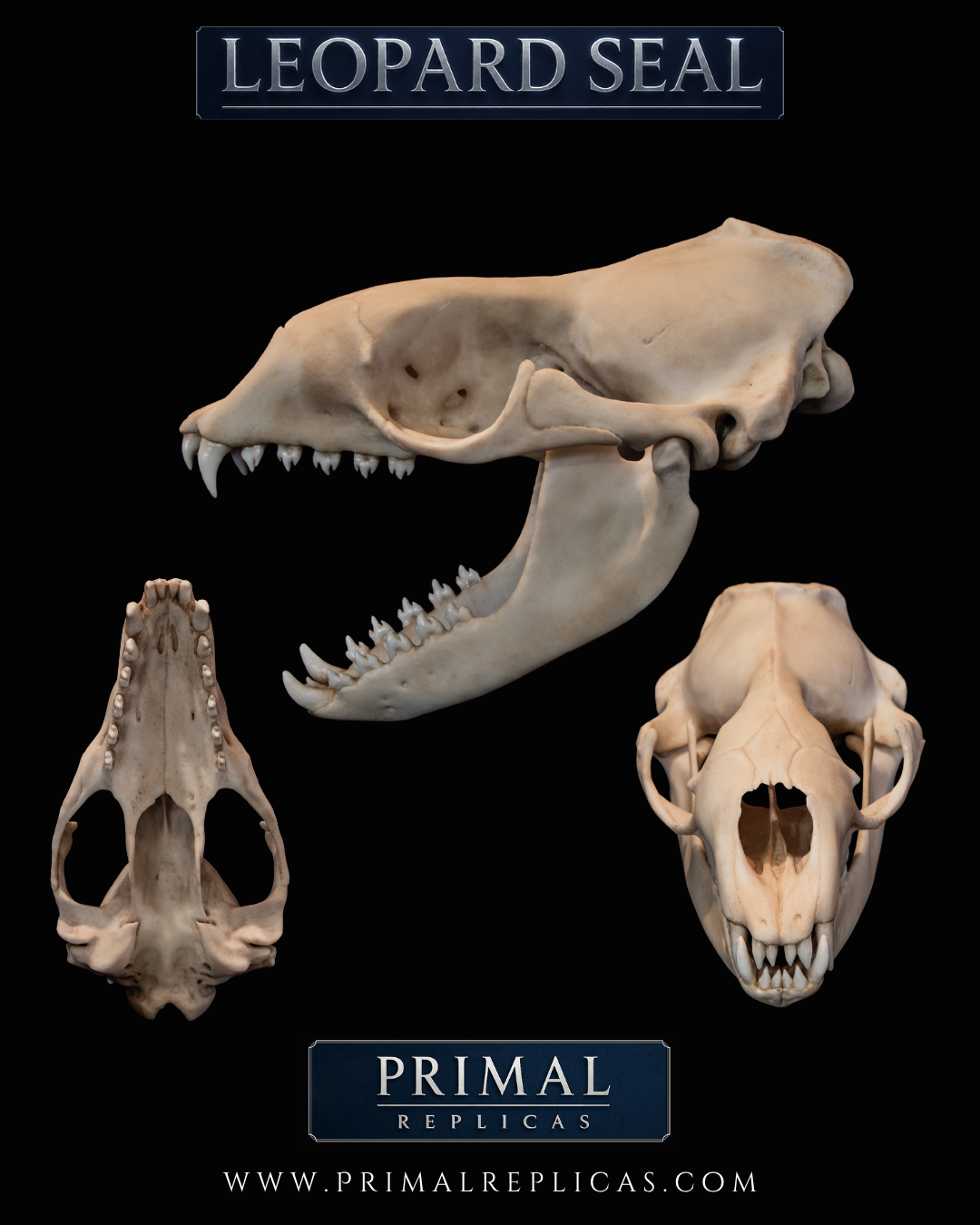 Leopard Seal Skull Replica – Life-Sized Museum-Quality Marine Mammal Skull