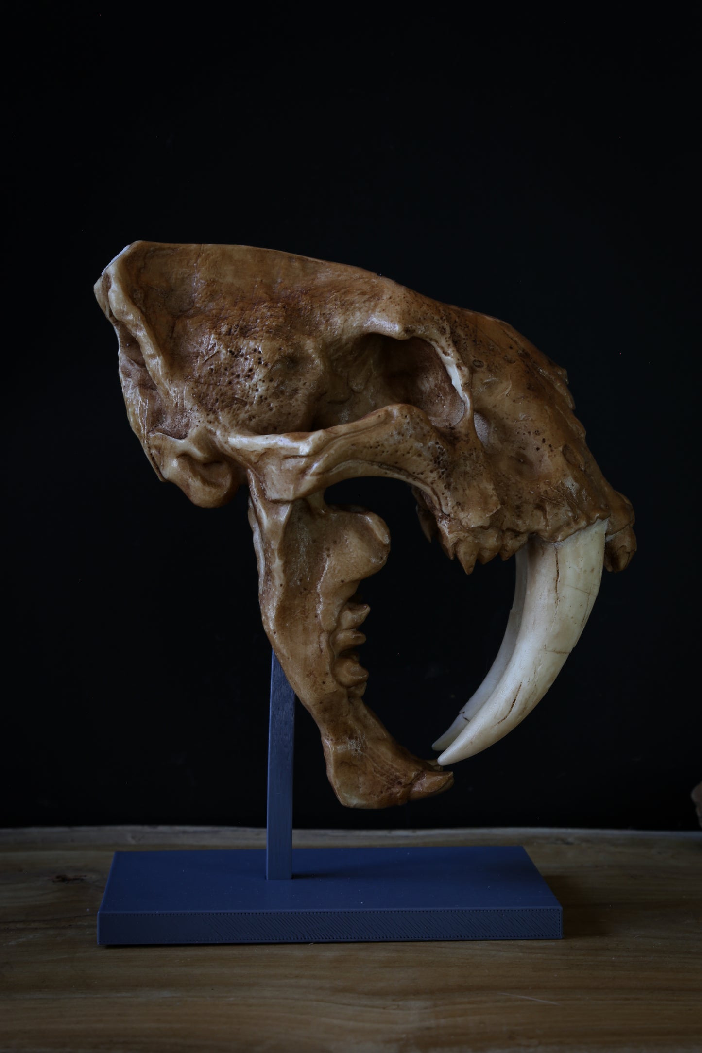 Saber-Toothed Tiger Skull Replica – Smilodon Display Piece