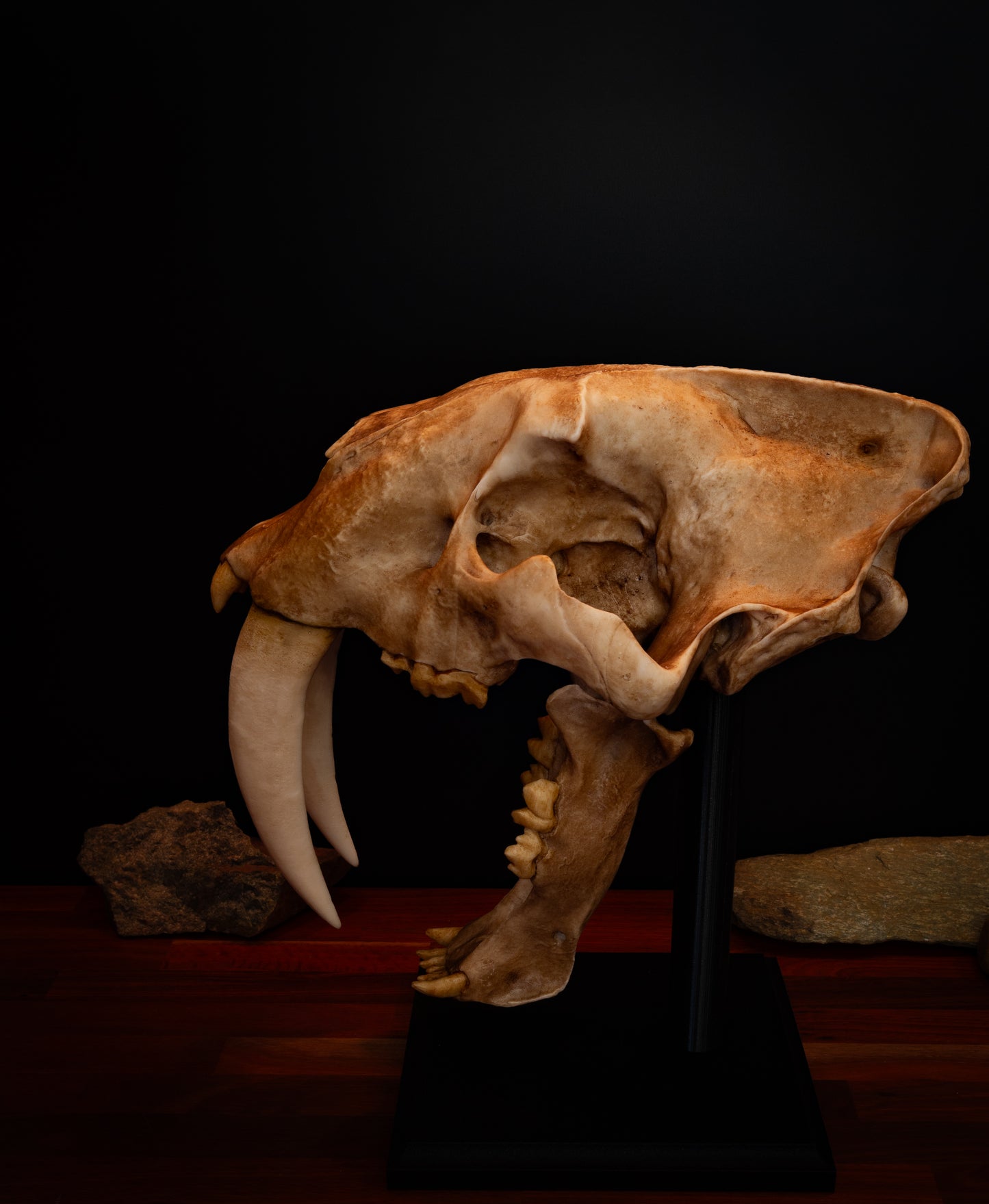 Sabertooth Cat Skull Replica (Natural Stain) with Display Base – Large Full-Sized