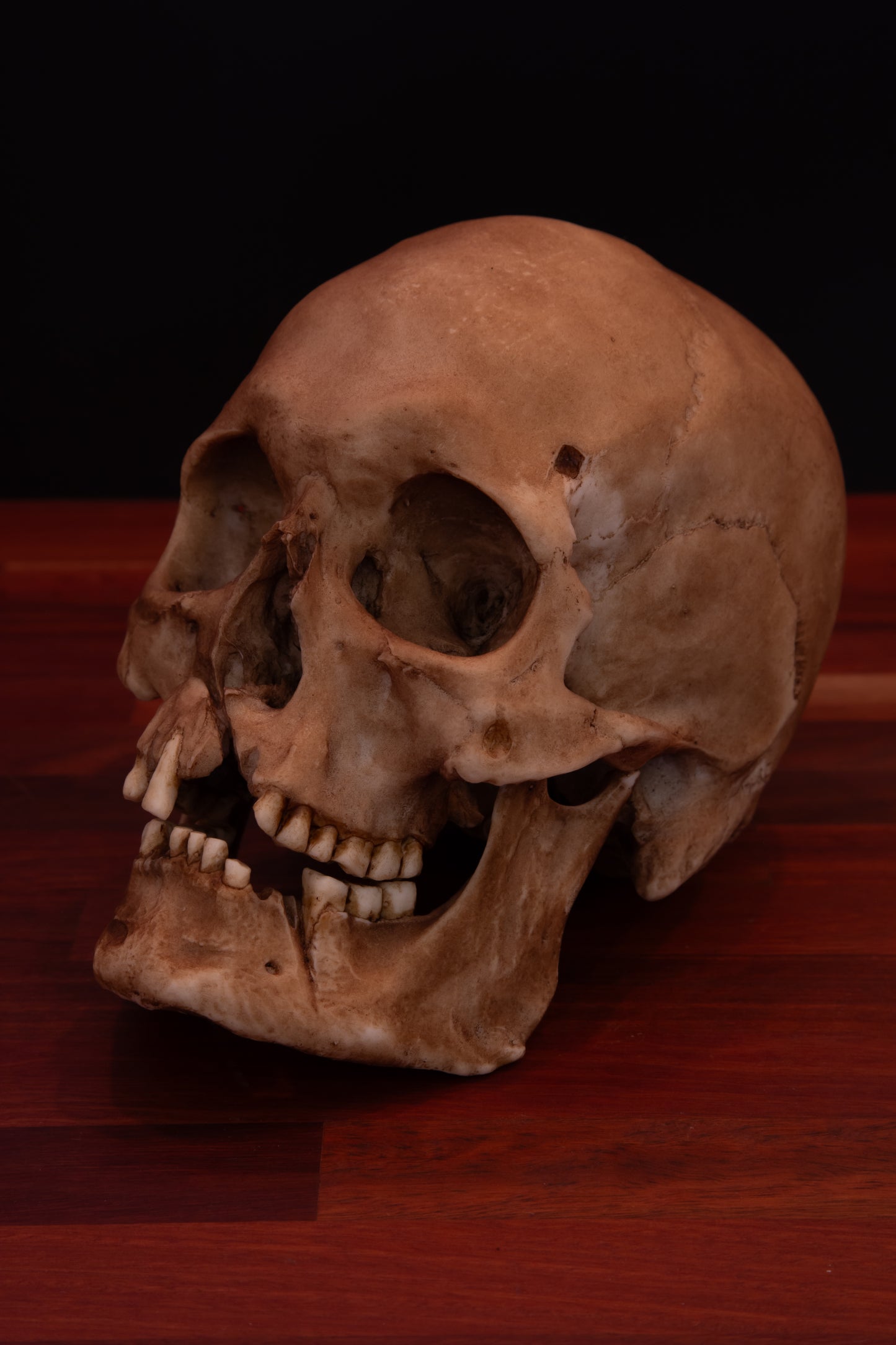 Viking Skull Replica – Life-Sized Historical Display Piece