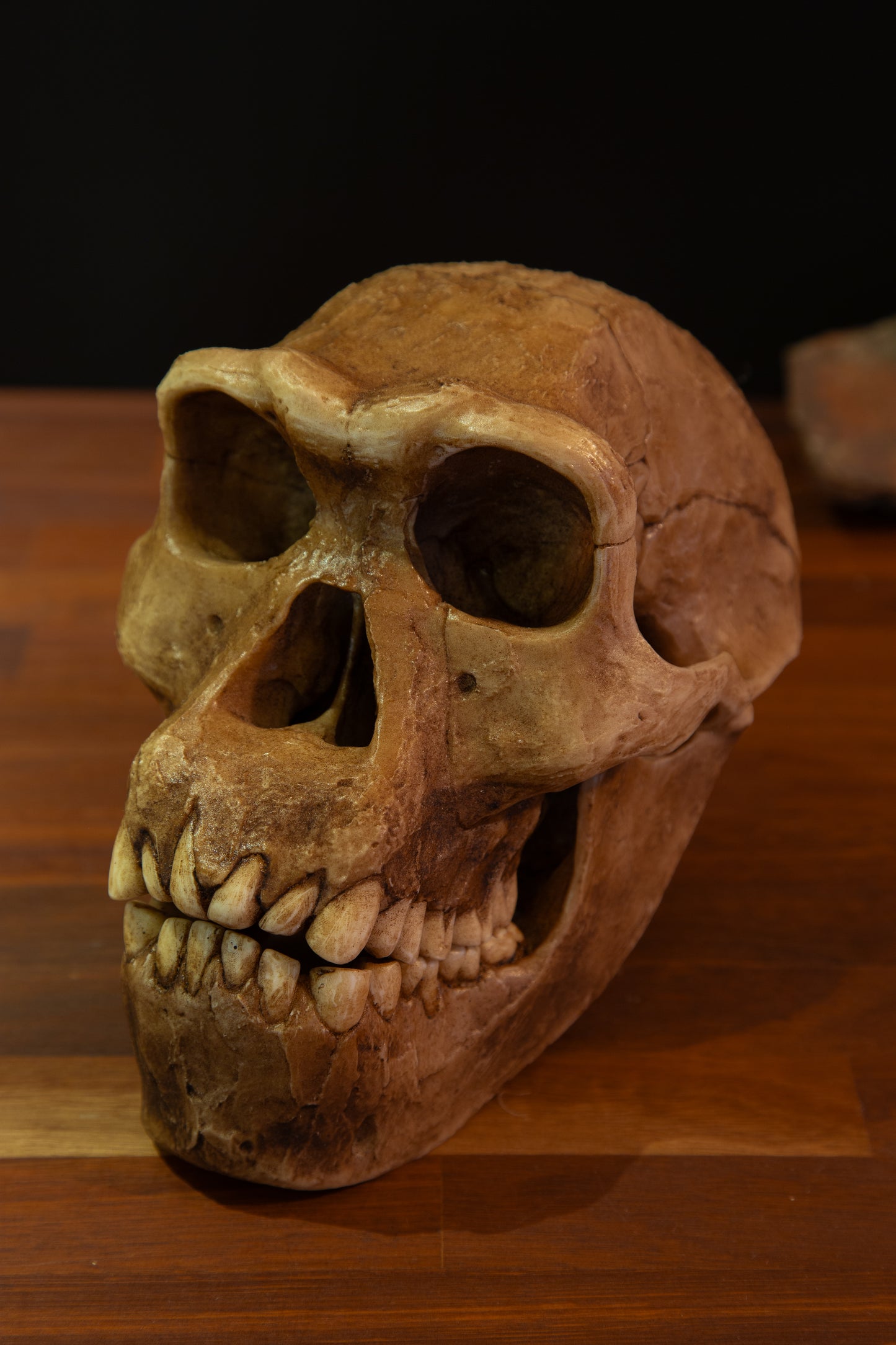 Homo erectus Dmanisi Skull Replica – Life-Sized Anatomical Display Piece