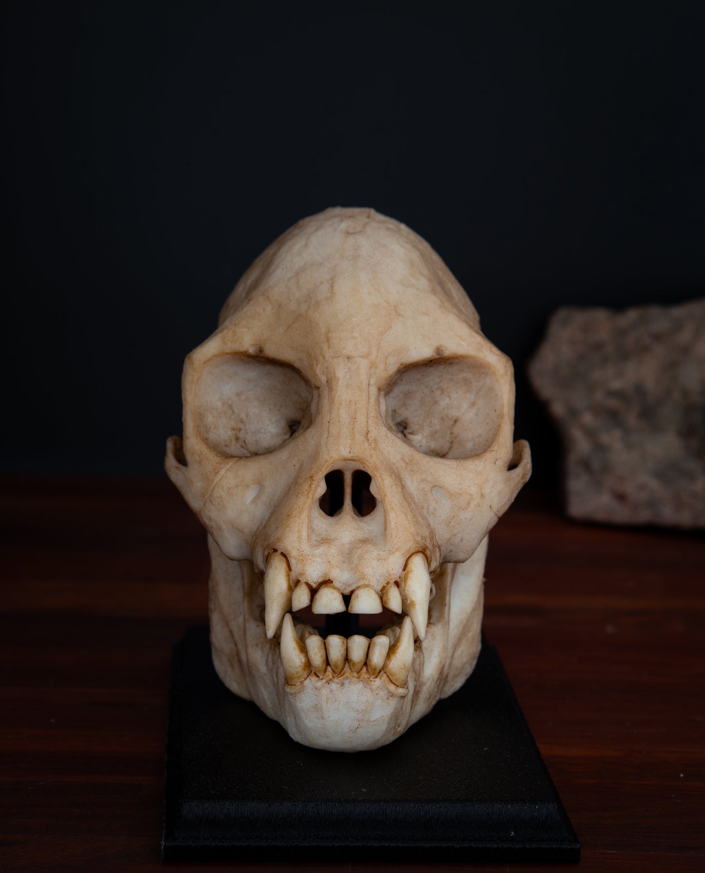 Proconsul africanus Skull Replica – Life-Sized Early Primate Fossil