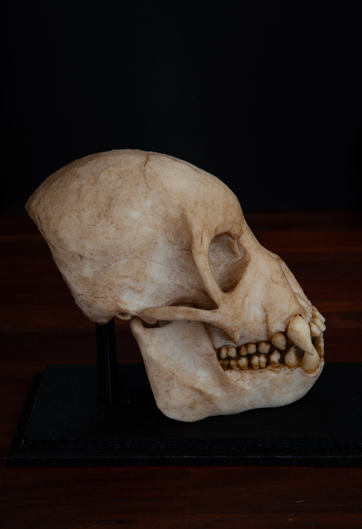 Proconsul africanus Skull Replica – Life-Sized Early Primate Fossil