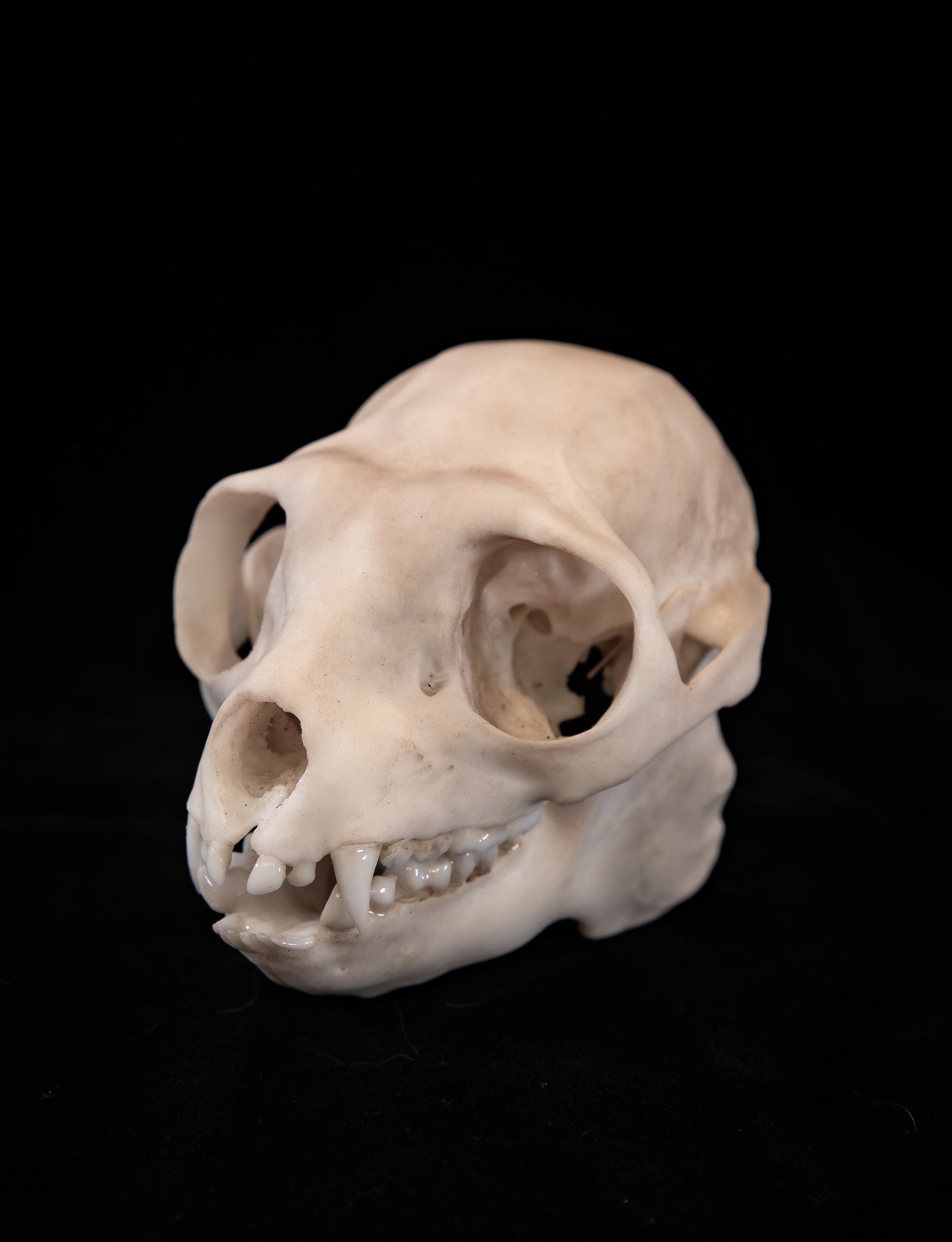 Sifaka Lemur Skull Replica – Life-Sized Museum Quality Primate Skull