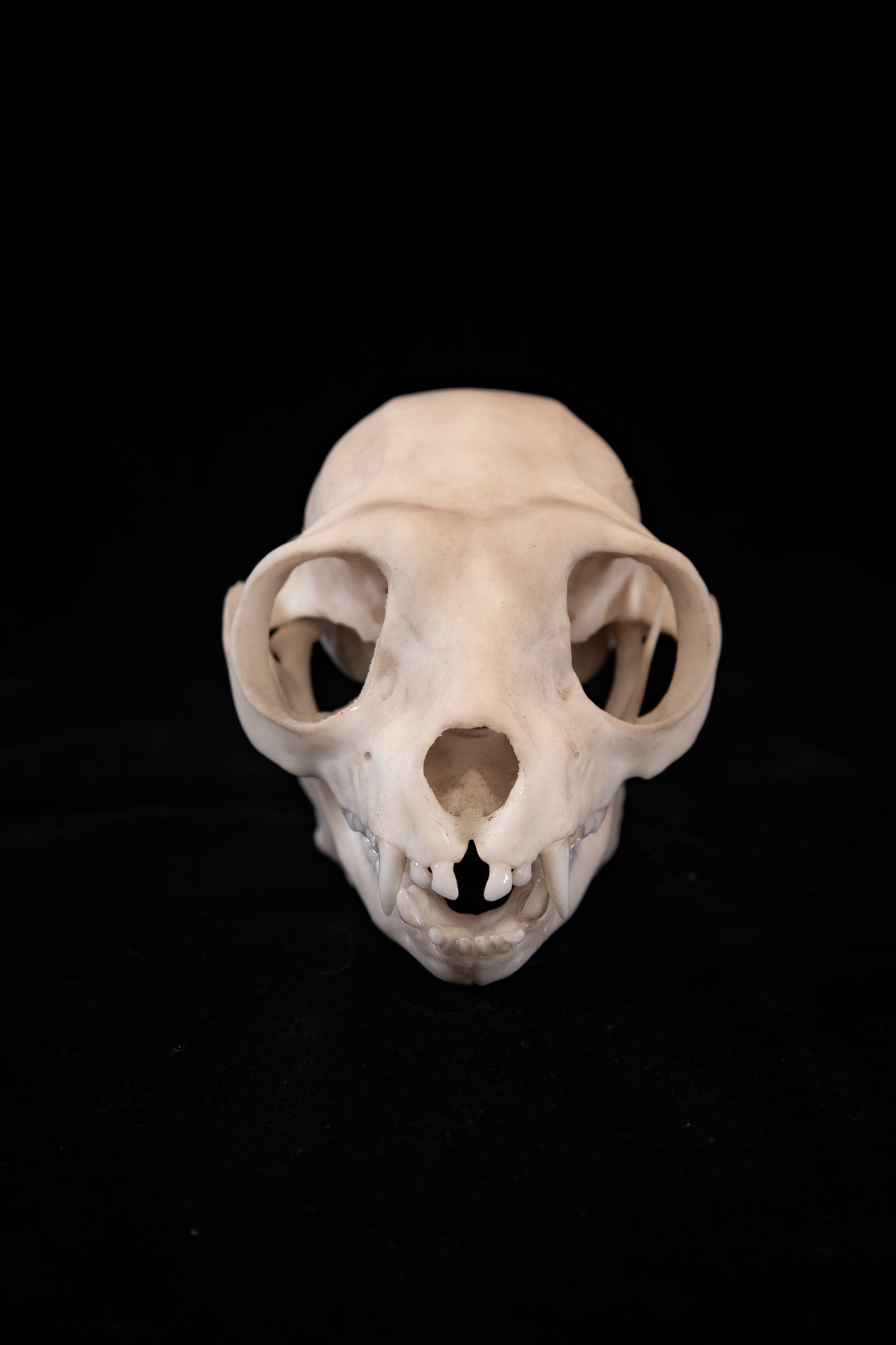 Sifaka Lemur Skull Replica – Life-Sized Museum Quality Primate Skull