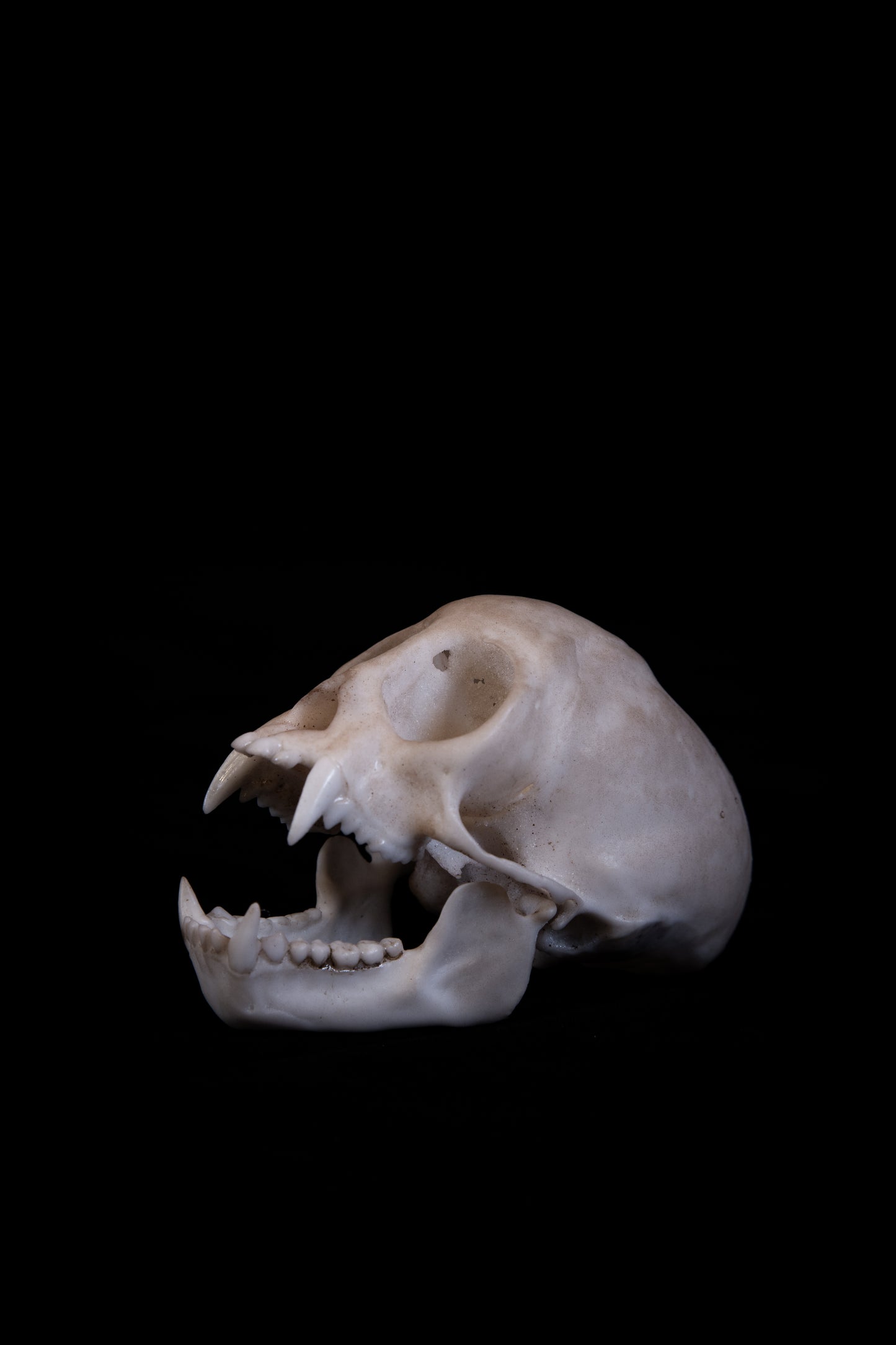 Squirrel Monkey Skull Replica – Life-Sized Museum Quality Primate Skull