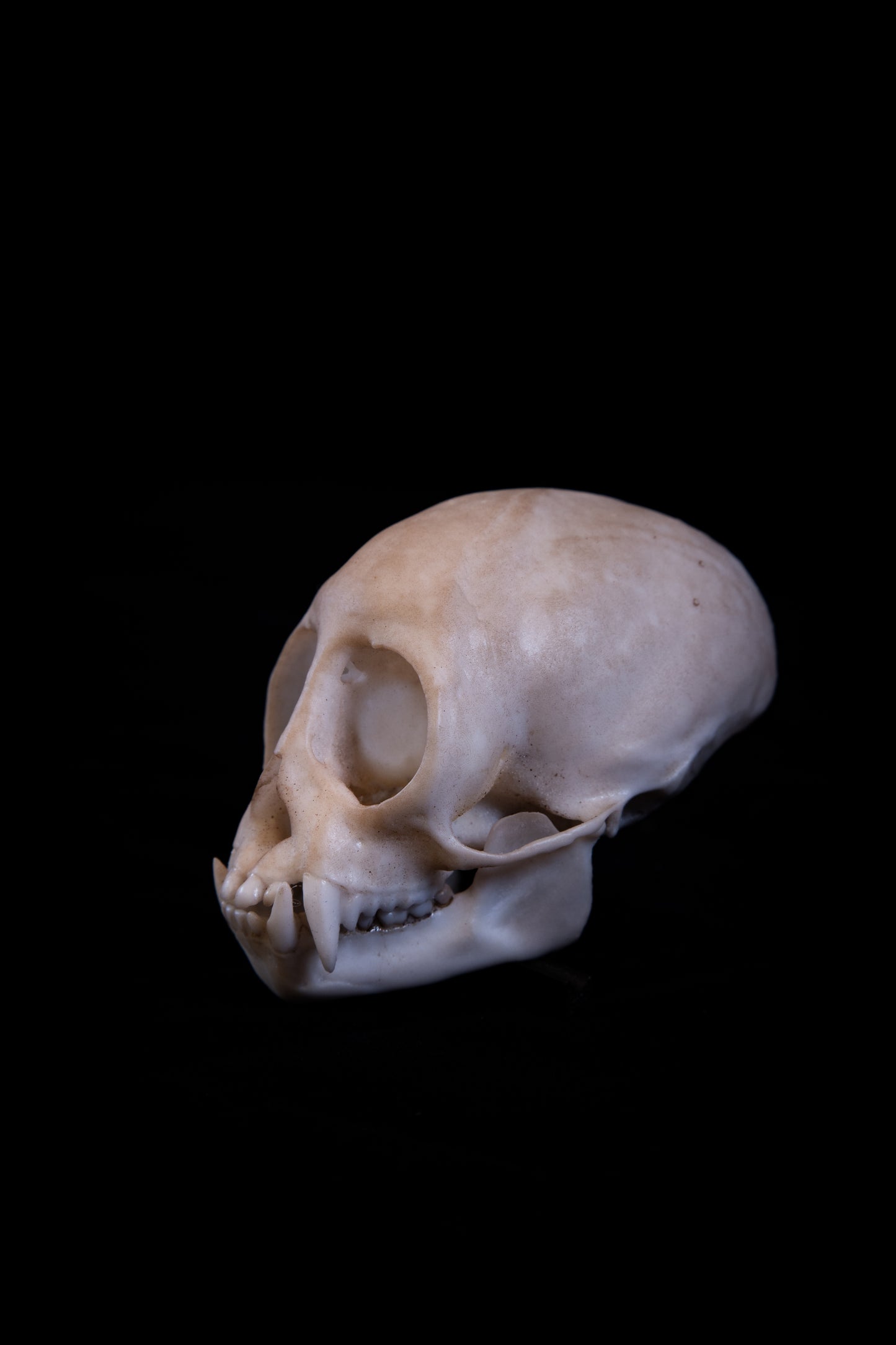 Squirrel Monkey Skull Replica – Life-Sized Museum Quality Primate Skull