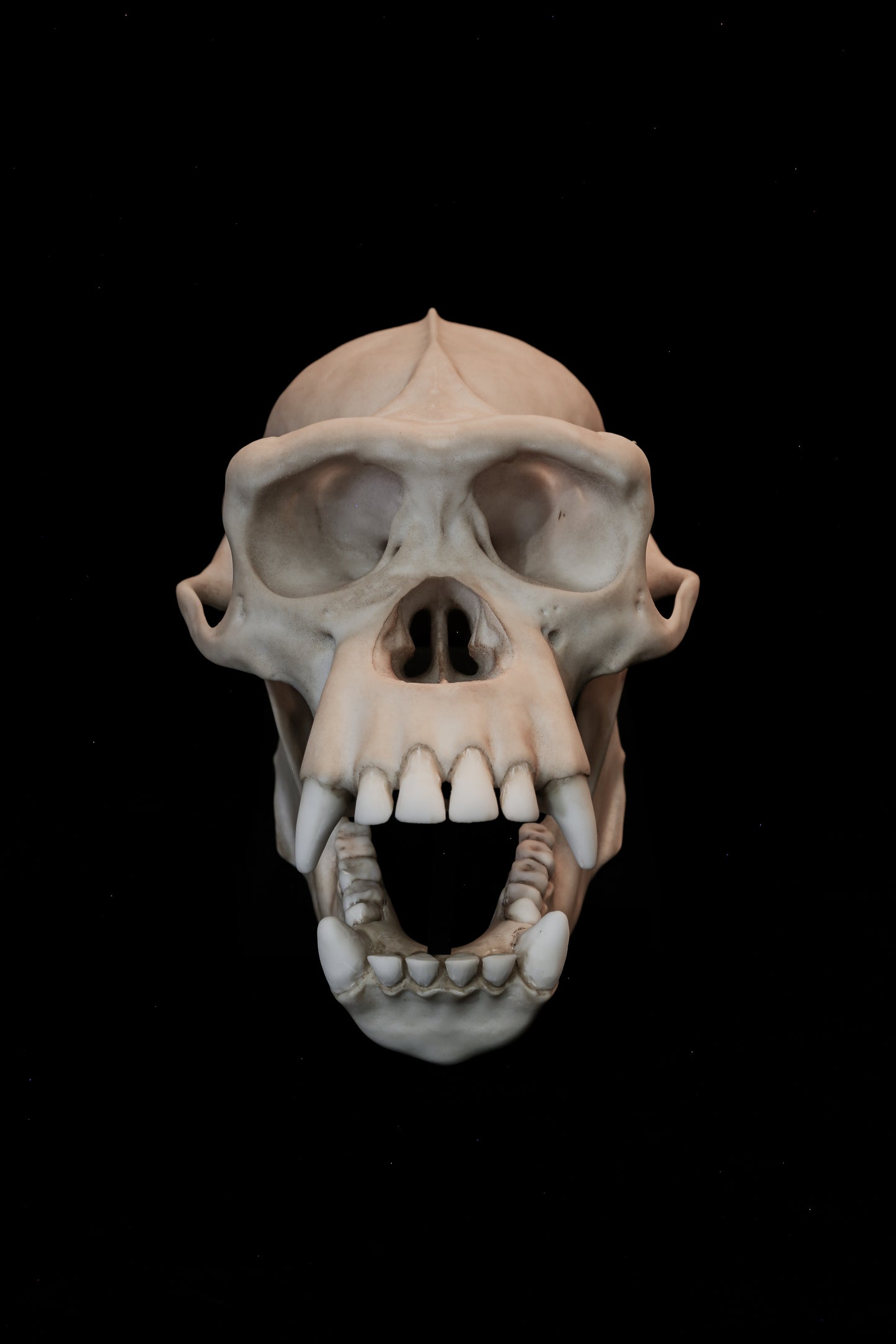 Chimpanzee Skull Replica – Life-Sized Museum Quality Ape Skull