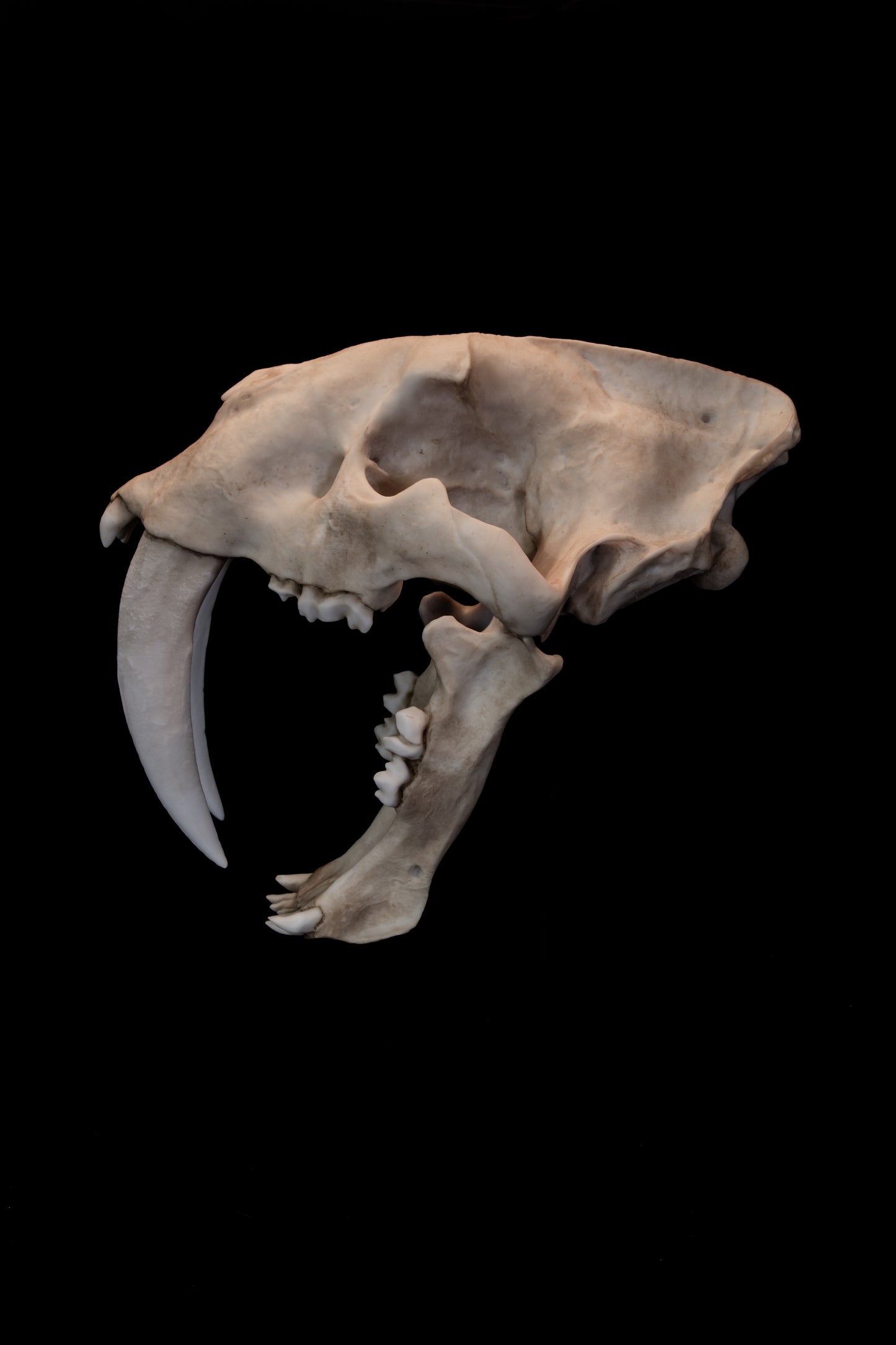 Sabertooth Cat Skull Replica with Display Base – Large Full-Sized