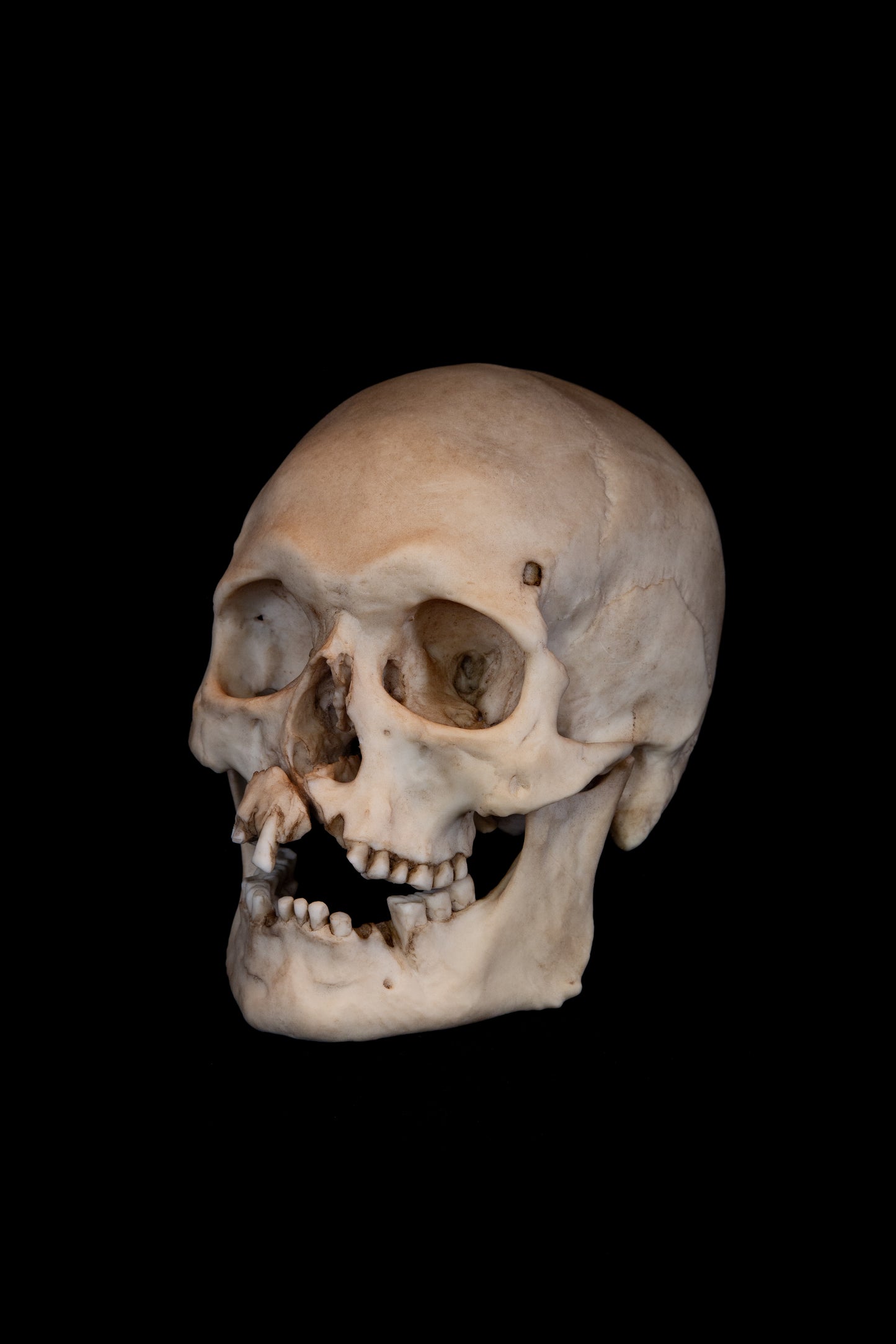 Viking Skull Replica – Life-Sized Historical Display Piece