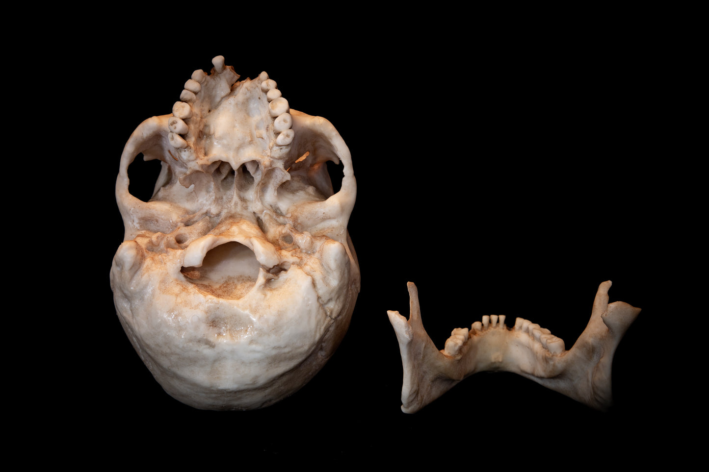 Viking Skull Replica – Life-Sized Historical Display Piece