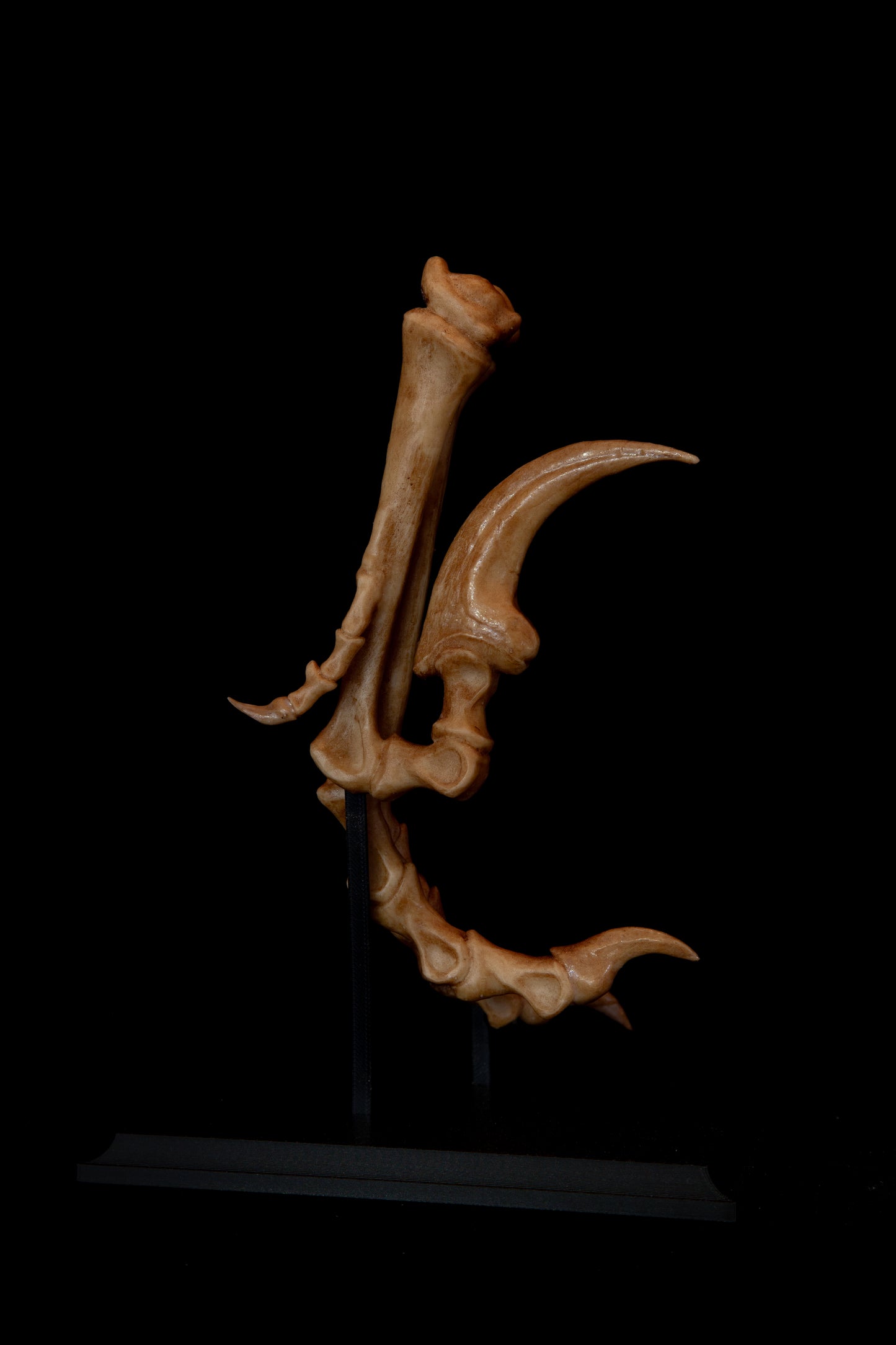 Velociraptor Foot Replica with Display Base – Life-Sized Dinosaur Display Piece
