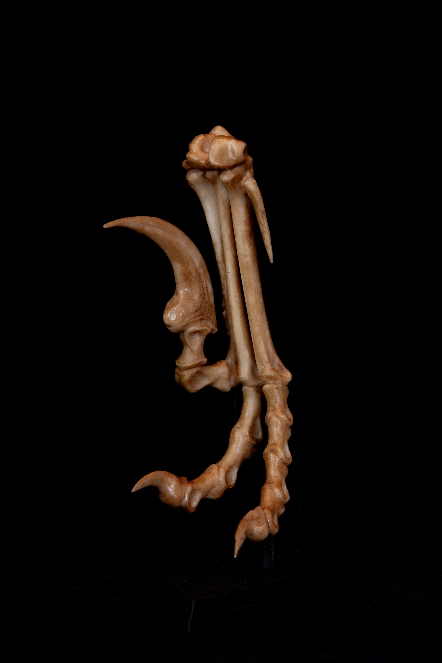 Velociraptor Foot Replica with Display Base – Life-Sized Dinosaur Display Piece