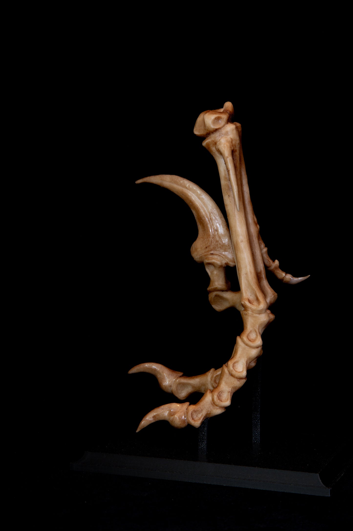 Velociraptor Foot Replica with Display Base – Life-Sized Dinosaur Display Piece