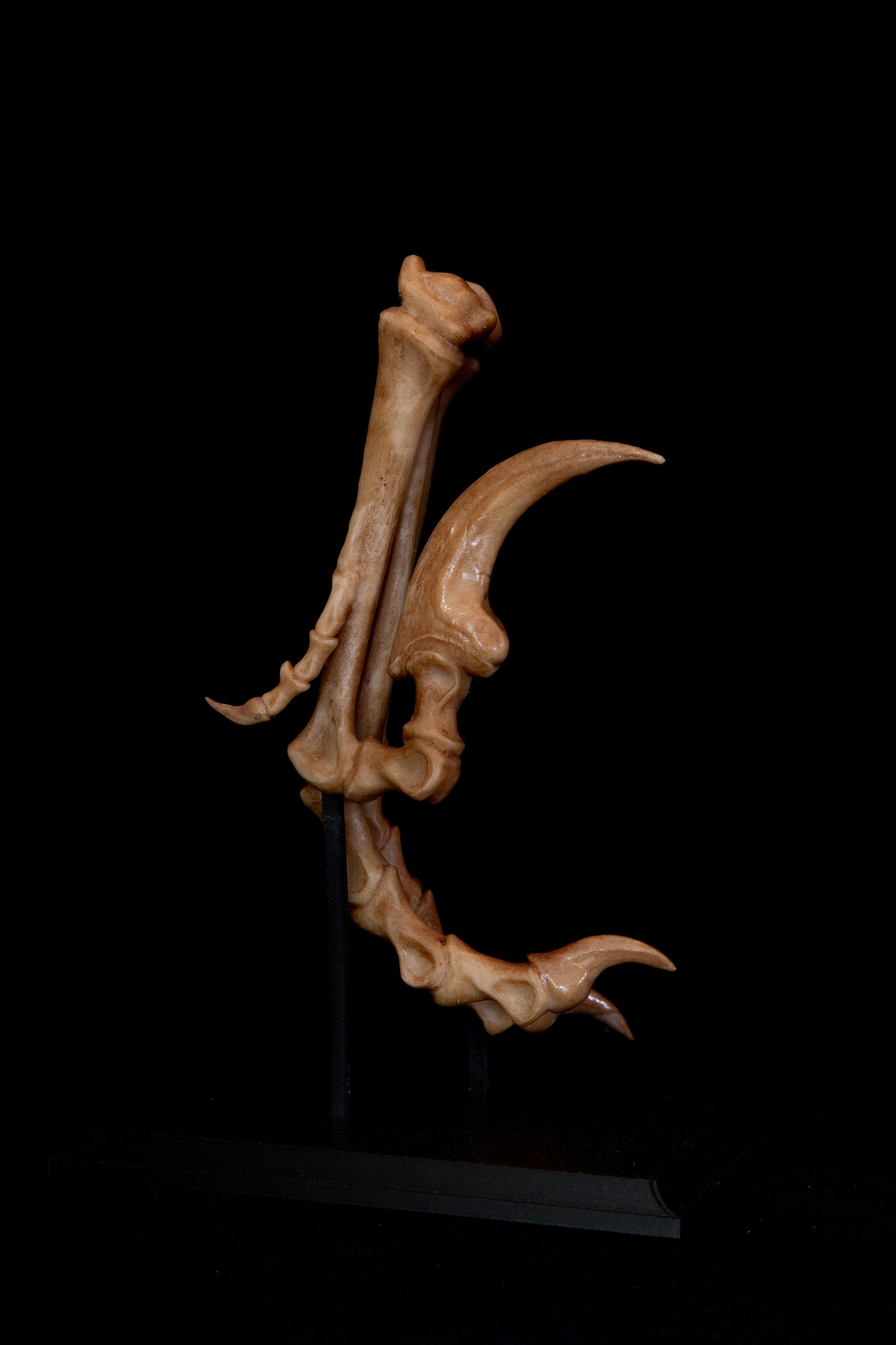 Velociraptor Foot Replica with Display Base – Life-Sized Dinosaur Display Piece