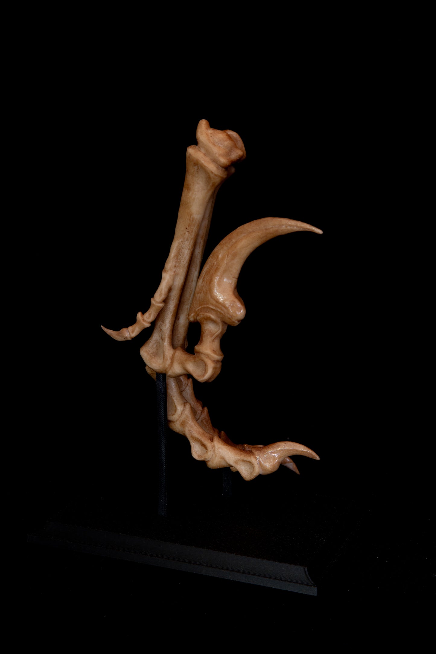 Velociraptor Foot Replica with Display Base – Life-Sized Dinosaur Display Piece