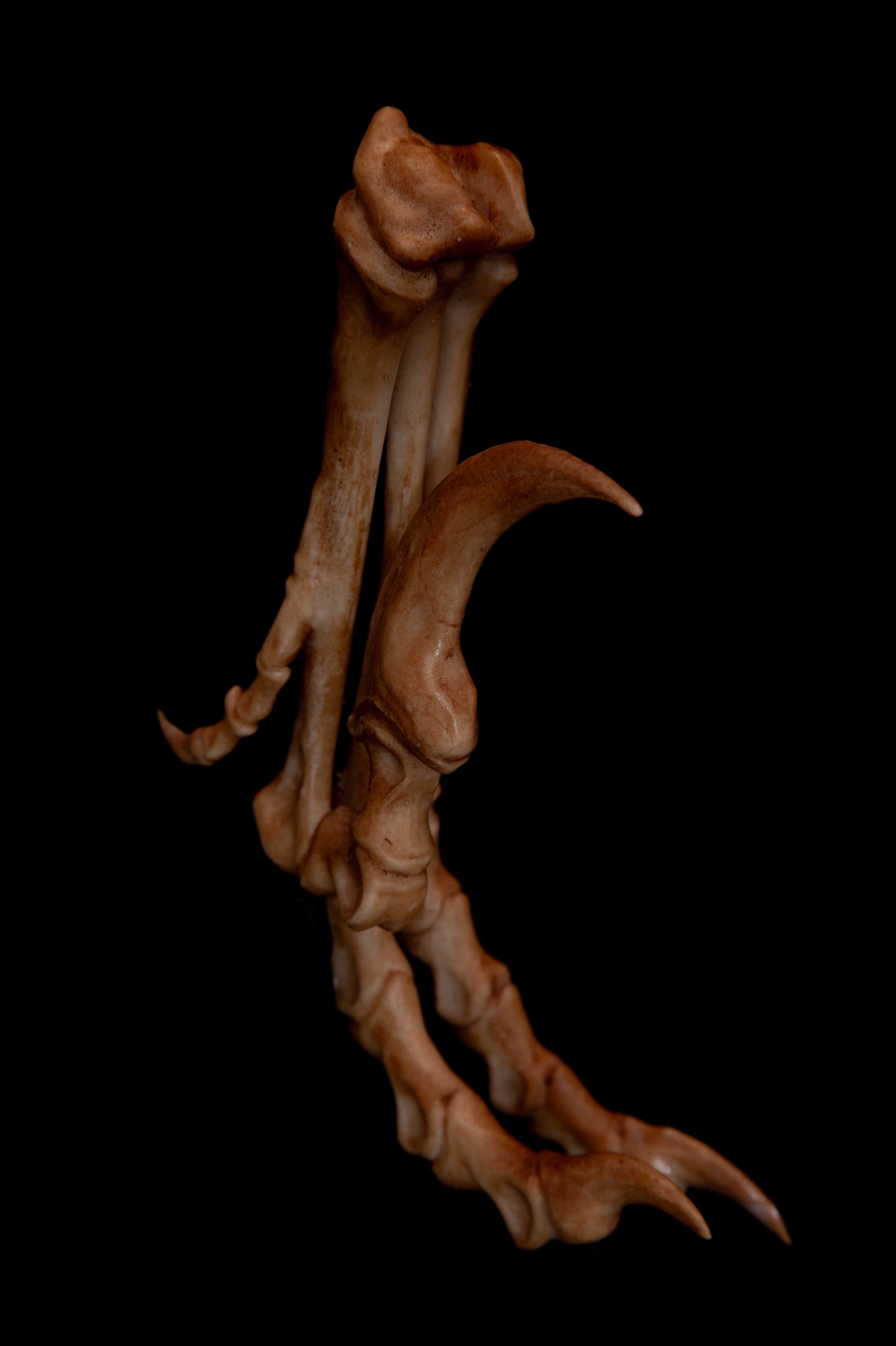 Velociraptor Foot Replica with Display Base – Life-Sized Dinosaur Display Piece