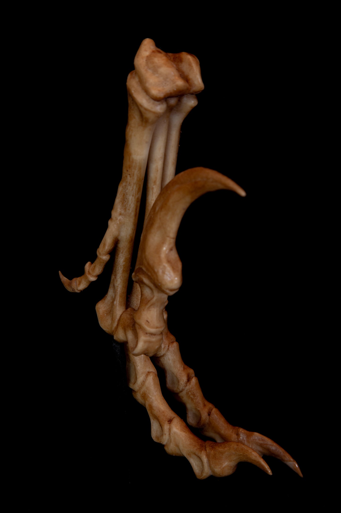 Velociraptor Foot Replica with Display Base – Life-Sized Dinosaur Display Piece