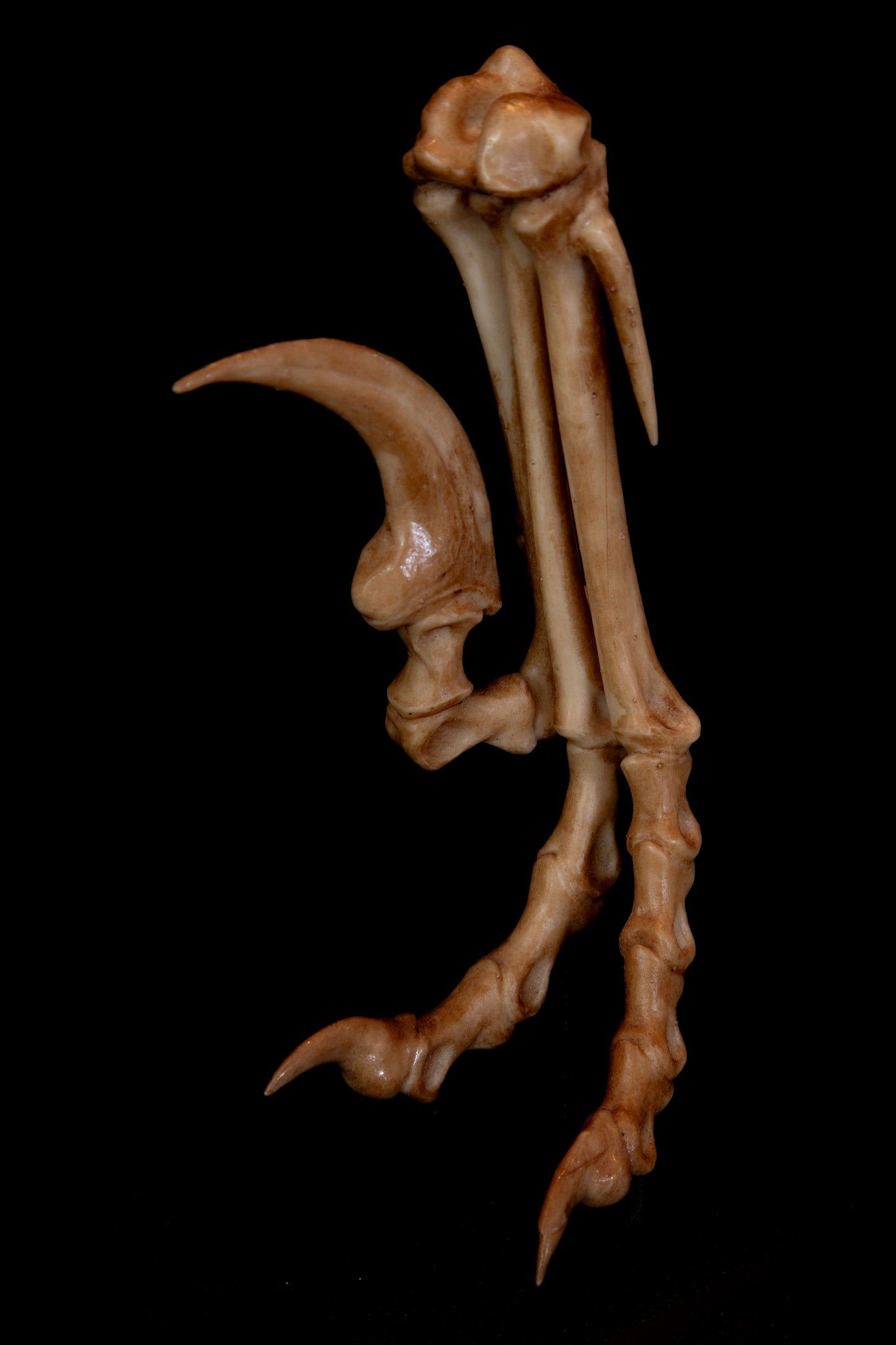 Velociraptor Foot Replica with Display Base – Life-Sized Dinosaur Display Piece