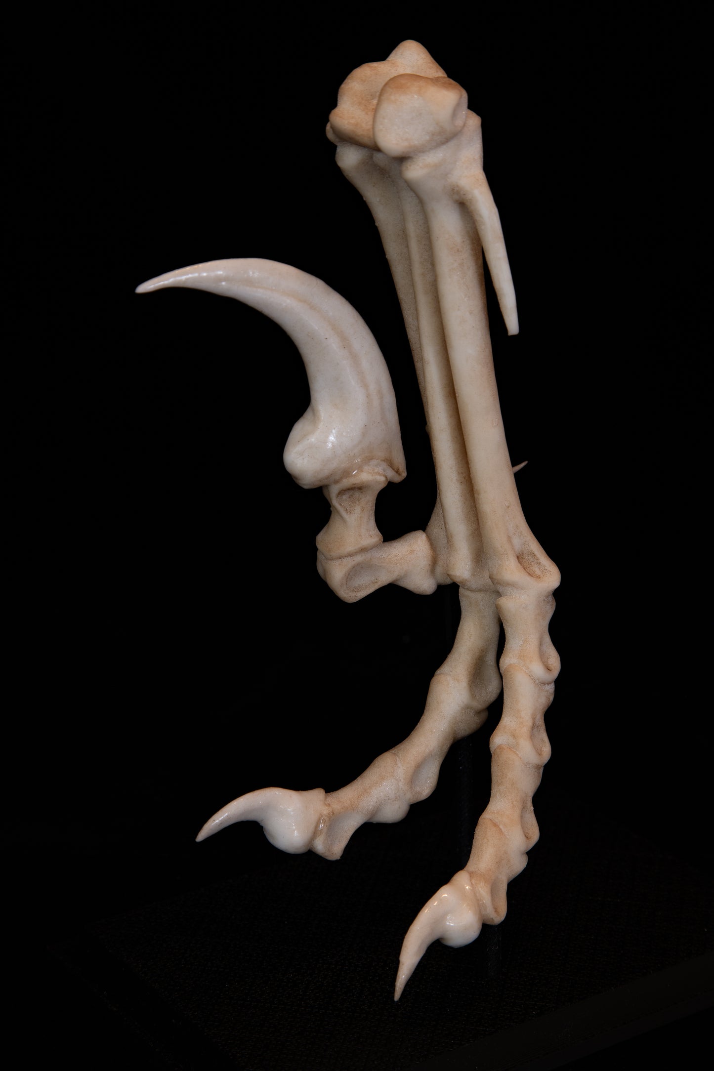 Velociraptor Foot Replica with Display Base – Life-Sized Dinosaur Display Piece