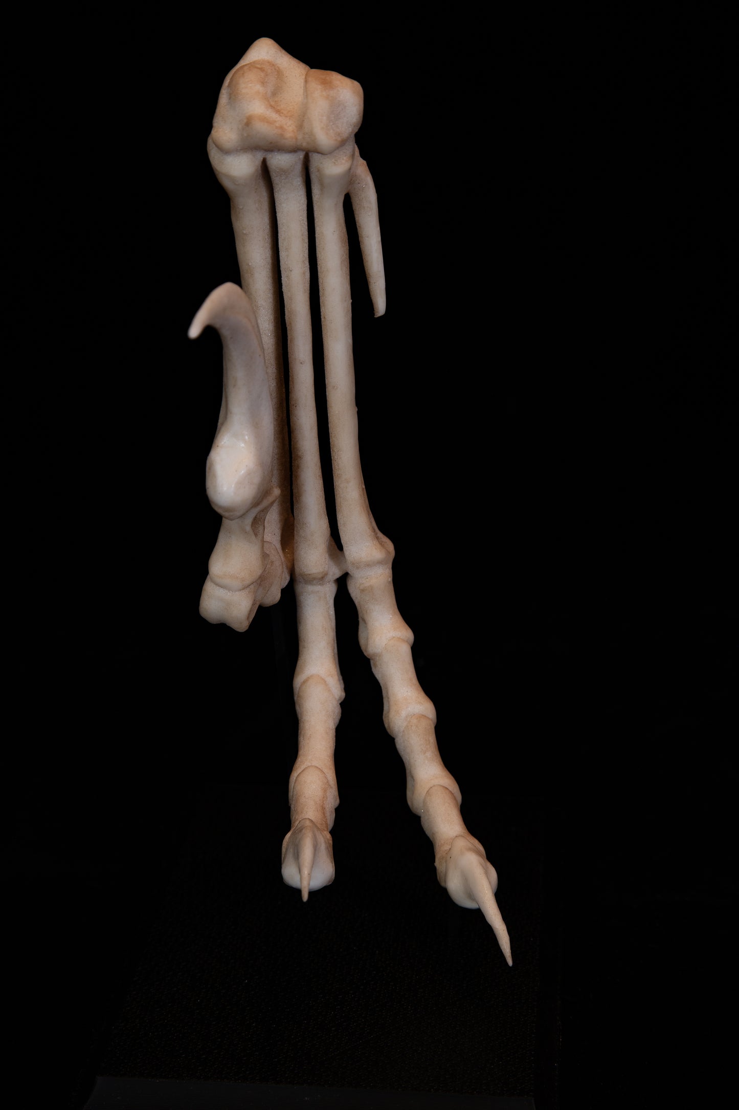 Velociraptor Foot Replica with Display Base – Life-Sized Dinosaur Display Piece