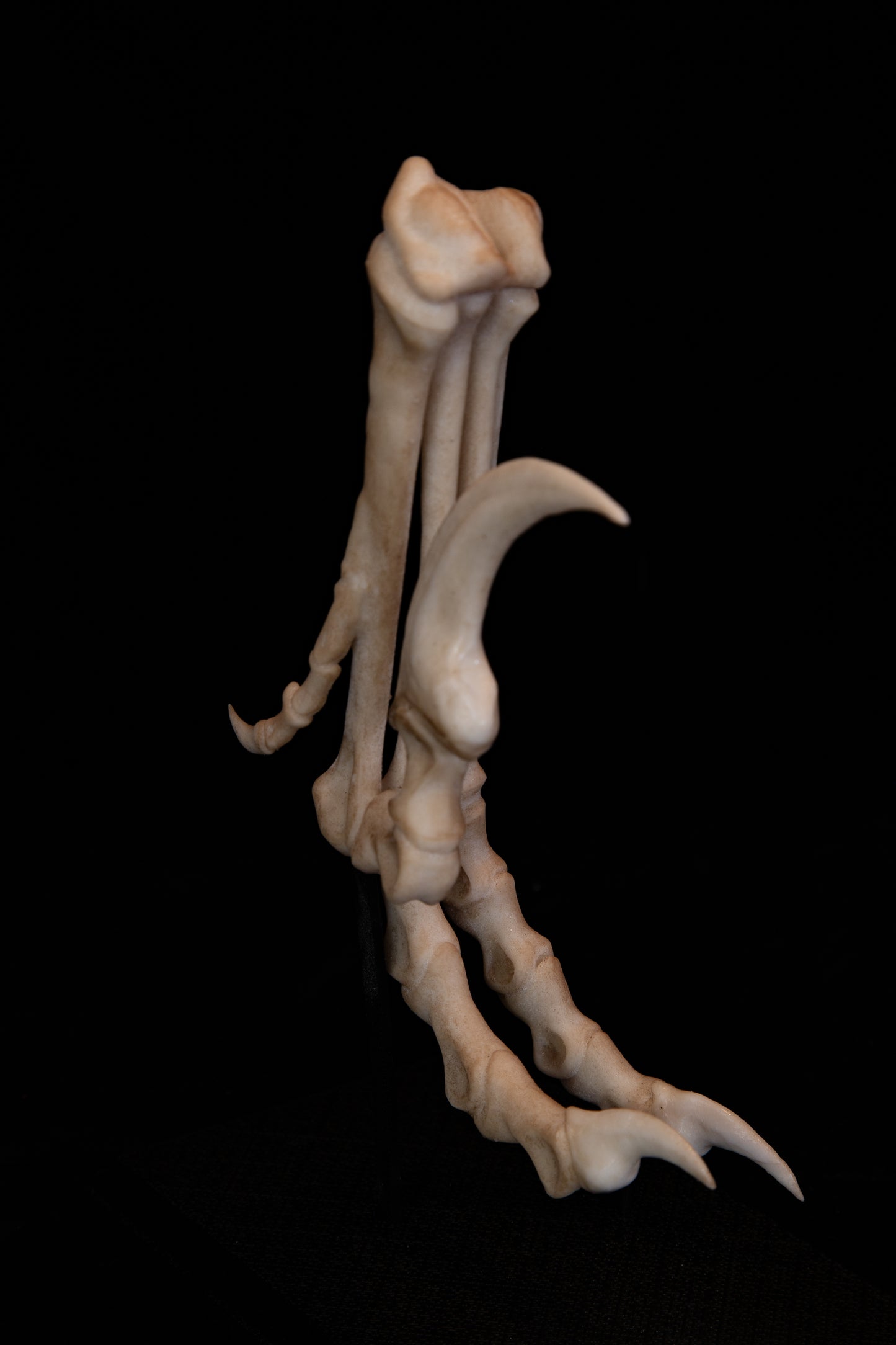 Velociraptor Foot Replica with Display Base – Life-Sized Dinosaur Display Piece