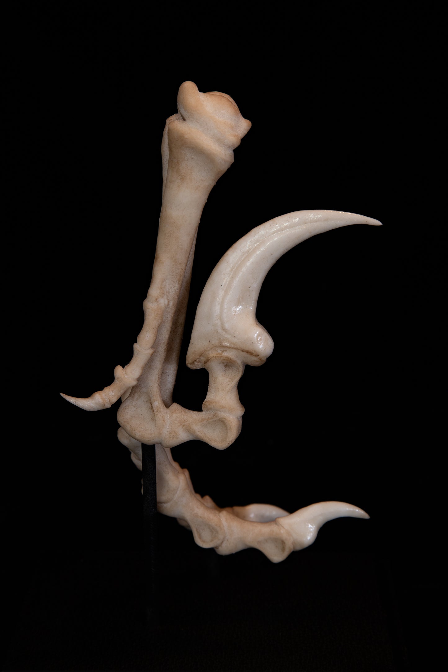 Velociraptor Foot Replica with Display Base – Life-Sized Dinosaur Display Piece