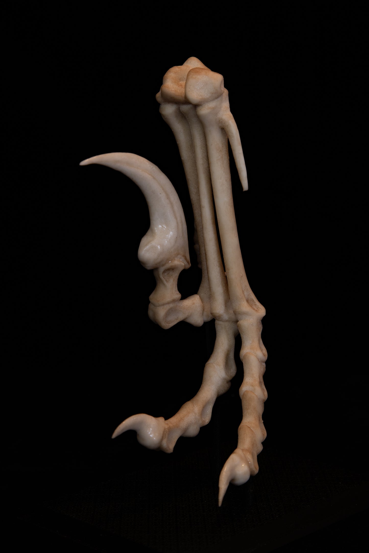 Velociraptor Foot Replica with Display Base – Life-Sized Dinosaur Display Piece