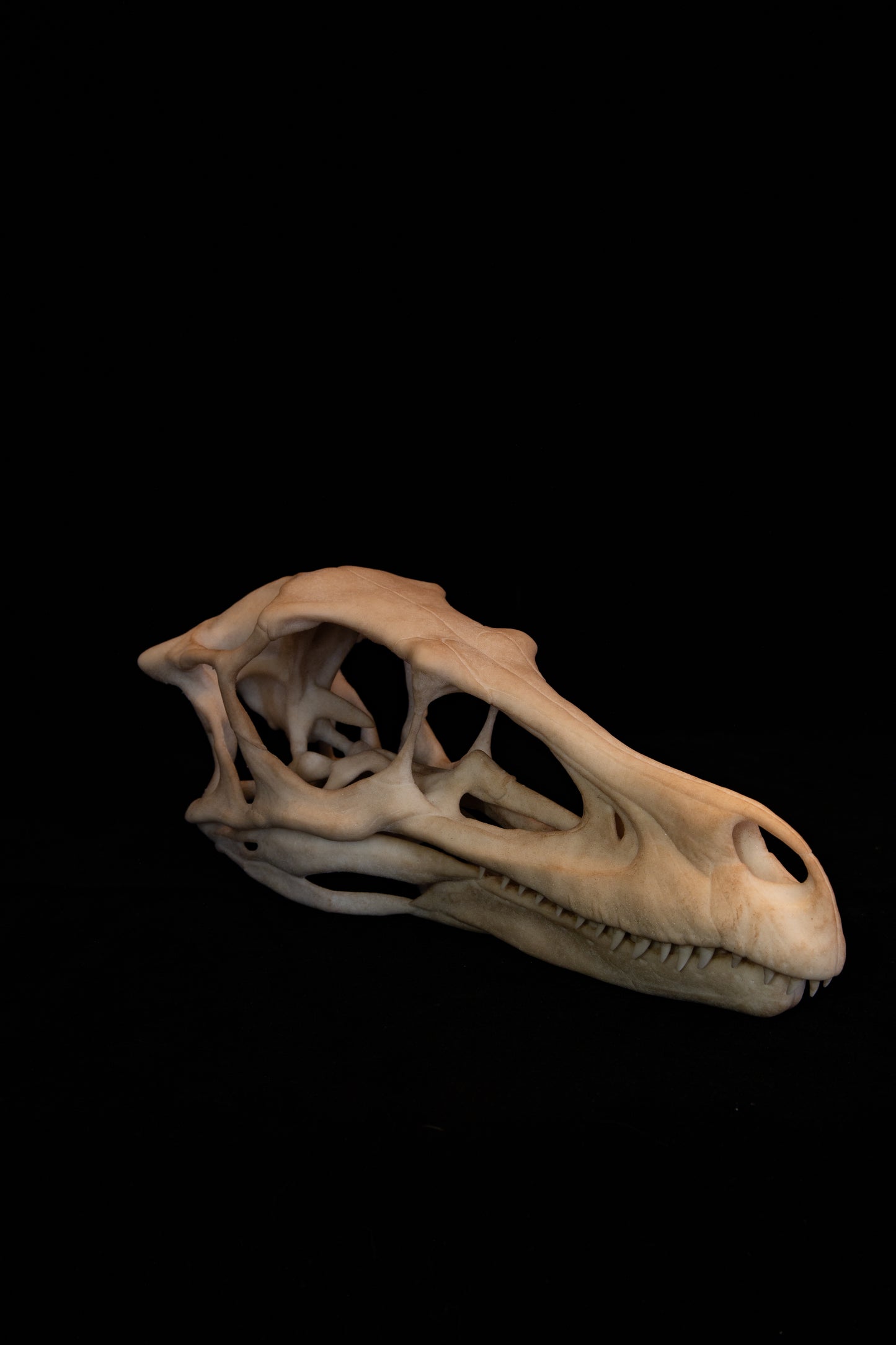 Velociraptor Skull Replica - Natural Bone Finish – Life-Sized Dinosaur Display Piece
